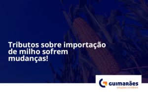 Tributos Sobre Importação De Milho Sofrem Mudanças! Guimaraes - Escritório de Contabilidade em Uruguaiana-RS  | Guimarães Soluções Contábeis